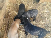 rustic cane corso puppies